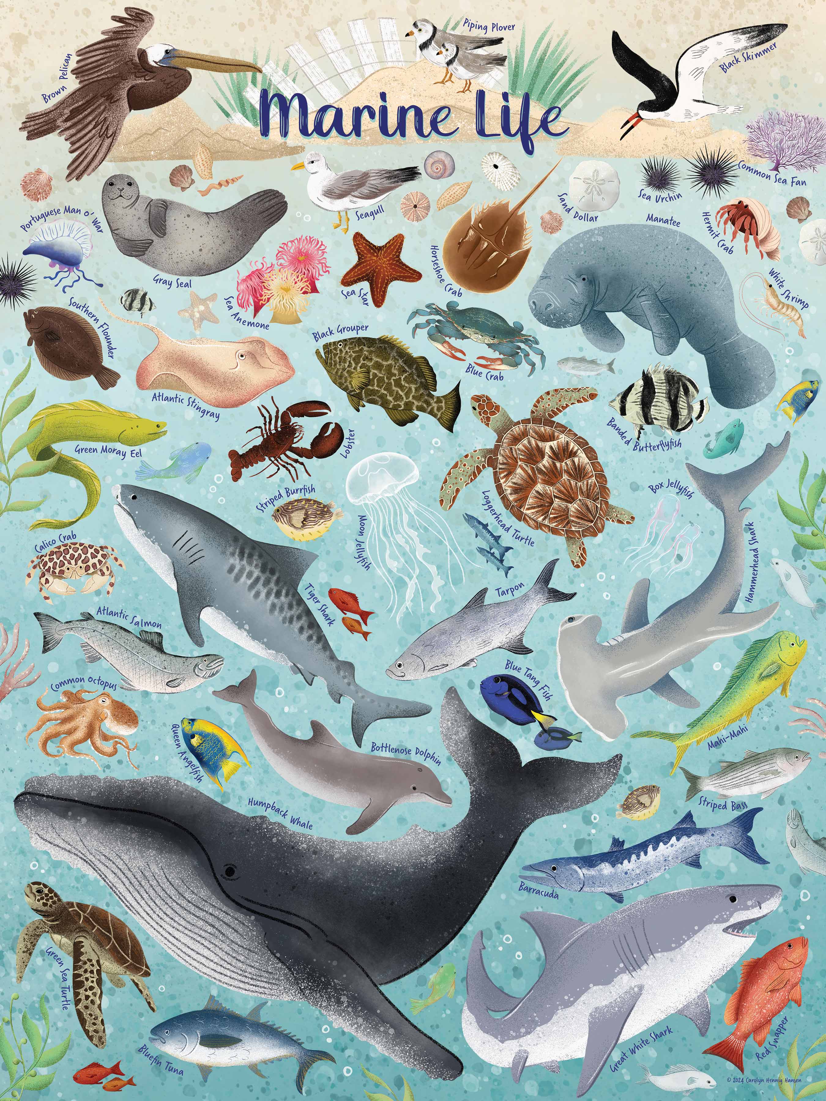 その他 Marine Life [DVD] Ocean Life From A to Z Book and DVD (Readers Book & DVD): Stierle